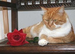 Unsere Katze